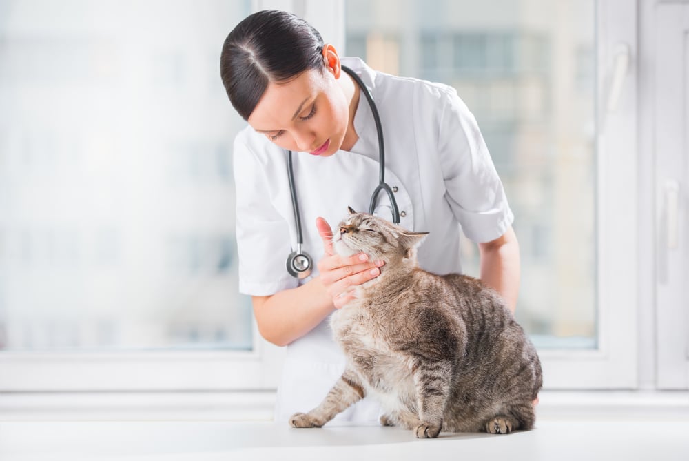 Veterinary Medicine