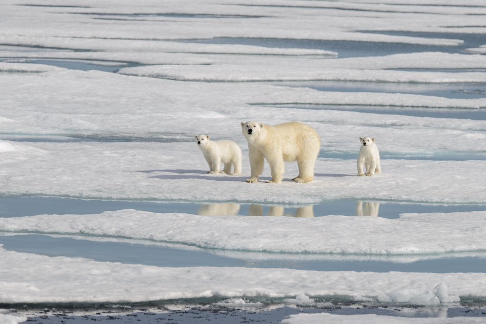 University of Galway Doctoral (PhD) Scholarship, 'Exploring the Arctic Archive: Recovering Documentary Visual and Literary Sources of the Circumpolar North in the Long Nineteenth Century'